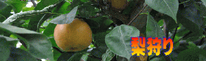 pear